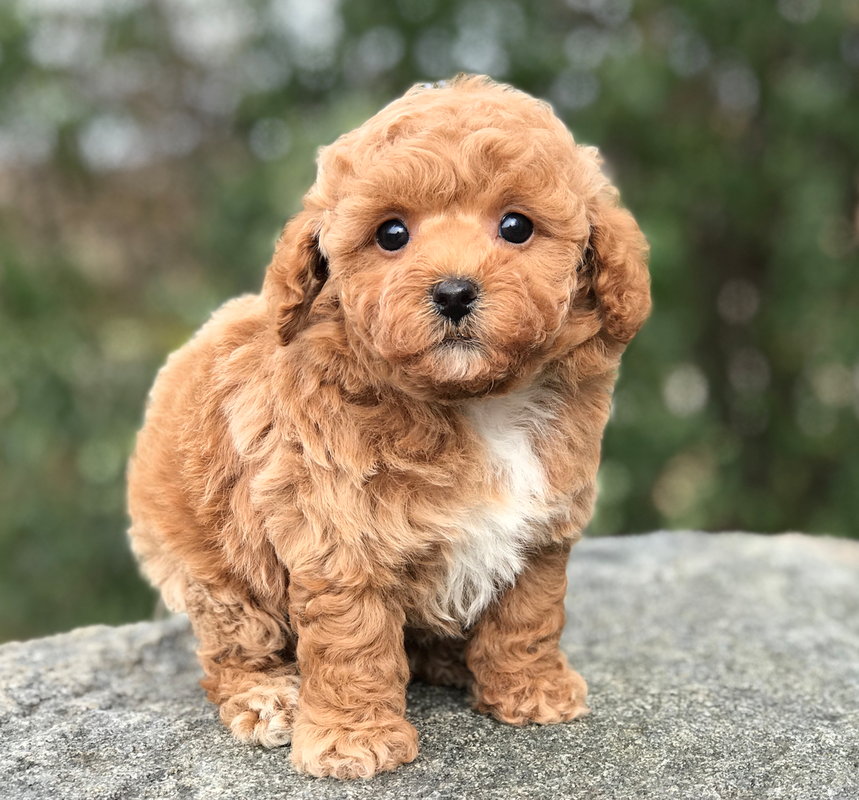 cinnamon micro poodle female for sale